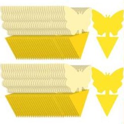 Fruit Fly Traps and Fungus Gnat Traps, Dual-Sided