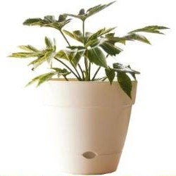 Northcote Pottery Leonard Self-Watering Pot